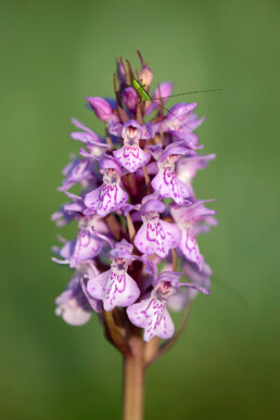 Sprinkhaan op de roze bloemen van een rietorchis in het Kennemermeer bij IJmuiden | © Ronald van Wijk Fotografie