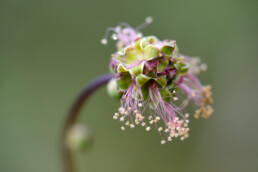 Kleine pimpernel is een zeldzame plantensoort uit de rozenfamilie, die het opvallend goed in de Duinen van Velsen. | © Ronald van Wijk Fotografie