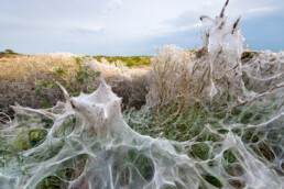 De rupsen van de stippelmot zorgen met hun doorzichtige spinsels voor spookachtige taferelen. Na hun vertrek maken de struiken weer nieuw blad aan. | © Ronald van Wijk Fotografie