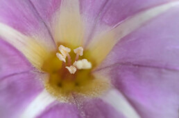 In de zeeduinen vlakbij de Strandslag Zeeweg kun je in de zomer genieten van de roze bloemen van zeewinde. | © Ronald van Wijk Fotografie