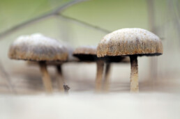 In de zeeduinen komen verrassend veel paddenstoelen voor. Duinfranjehoed is een van de algemene soorten, die vooral bij helmgras is te zien. | © Ronald van Wijk Fotografie