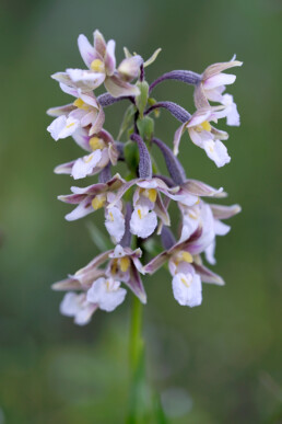 In de zomer staan duizenden moeraswespenorchis in bloei in de natte valleien bij het Kennemermeer. | © Ronald van Wijk Fotografie