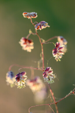 Bloemen van het grasje Bevertjes in het late licht tijdens zonsondergang in het Kennemermeer bij IJmuiden. | © Ronald van Wijk Fotografie