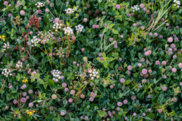 Aardbeiklaver en zilt torkruid in natte vallei ten zuiden van het Kennemermeer bij IJmuiden | © Ronald van Wijk Fotografie