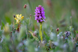 Rietorchis in de natte duinvallei van Kennemeer bij IJmuiden | © Ronald van Wijk Fotografie