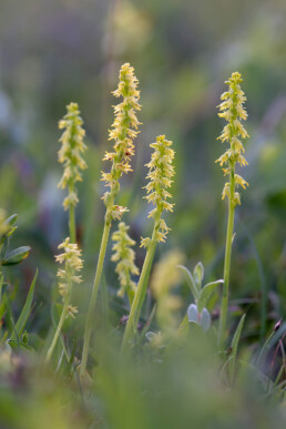 De honingorchis is goed te herkennen aan de smalle stengels met kleine, gele bloemetjes | © Ronald van Wijk Fotografie