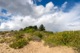 In de Duinen van Velsen vind je op korte afstand lekker veel variatie in verschillende soorten landschappen. | © Ronald van Wijk Fotografie